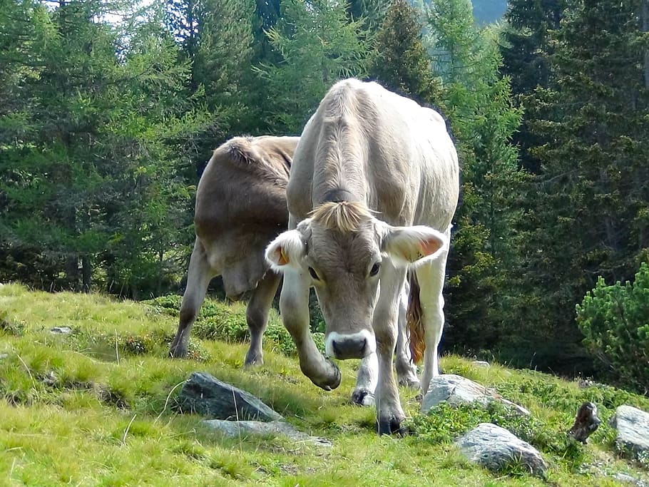 Cow, Attack, Huf, Animal, Nature, grass, outdoors, mammal, cattle HD wallpaper