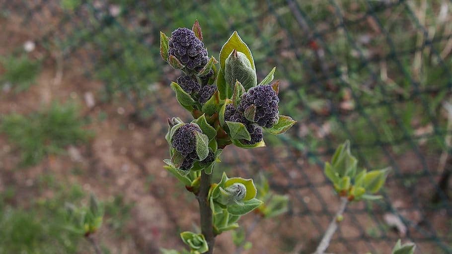 Spring, Blooms, Plant, Nature, bud, garden, flower buds, without lilak HD wallpaper