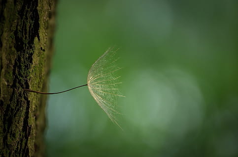 macro photography of brown leafed plant, dandelion, tree, bark HD wallpaper