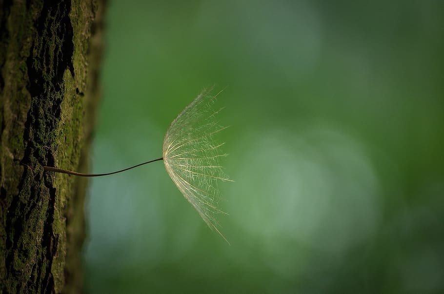 macro photography of brown leafed plant, dandelion, tree, bark HD wallpaper
