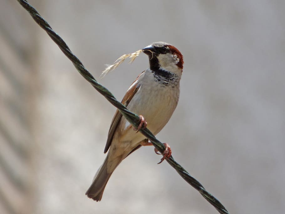 sparrow, pardal, twig, harvest, food, cable, bird, animals in the wild HD wallpaper