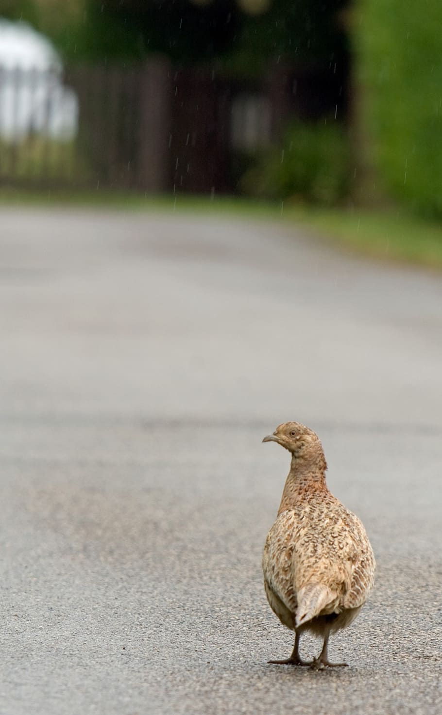 bird, pheasant, beautiful, nature, female, hen, game bird, close-up HD wallpaper