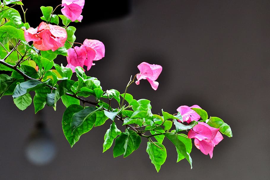 pink bougainvillea flowers, pink flowers, garden, wild, sri lanka