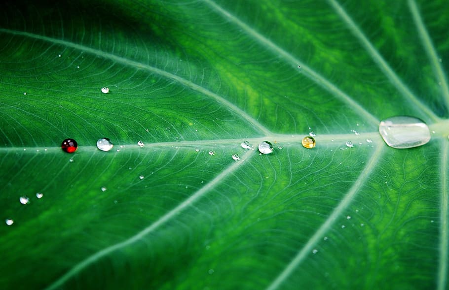 micro photography of water droppings on taro leaf, leaves, colorful HD wallpaper