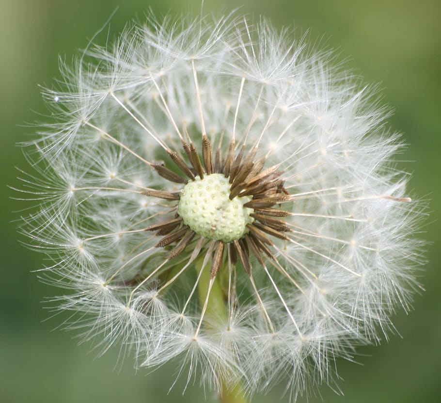 dandelion, nature, fluff, flower, flowering plant, fragility HD wallpaper