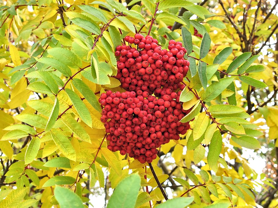 Red Berry, Tree, Calgary, Alberta, red berry tree, september