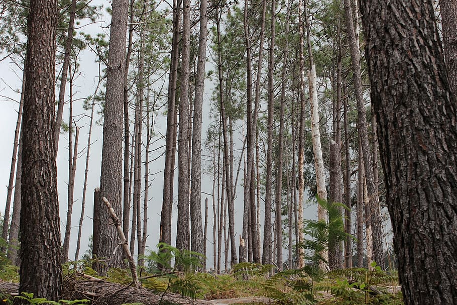 pine trees, madeira, forest, haze, mist, light, landscape, nature HD wallpaper