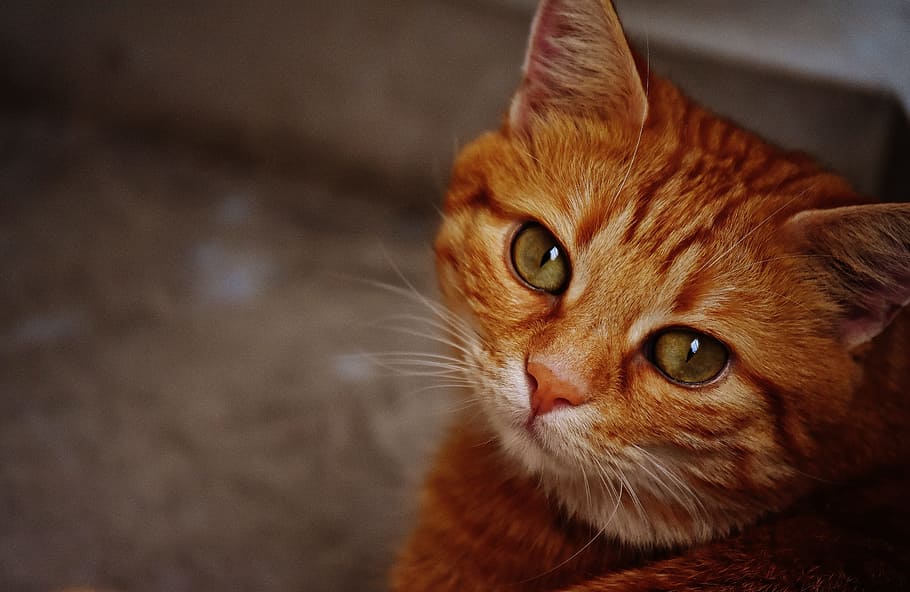 photo of orange tabby cat, red, cute, mackerel, tiger, sweet HD wallpaper