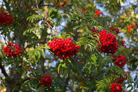 Mountain Ash, Berries, Rowan, red, sorbus aucuparia, pyrus aucuparia HD wallpaper