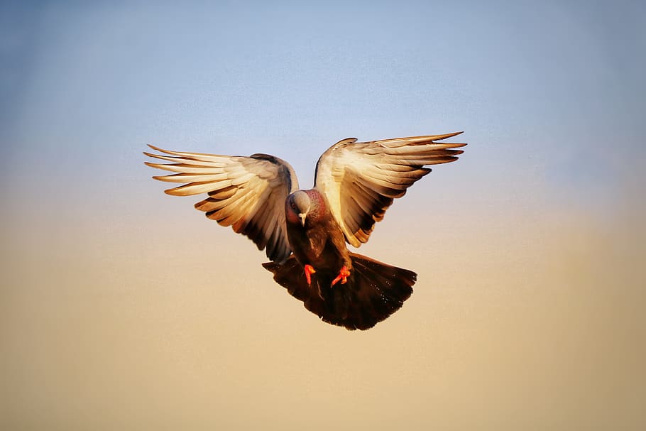 bird, sky, flight, fly, wildlife, nature, wing, dom, outdoors HD wallpaper