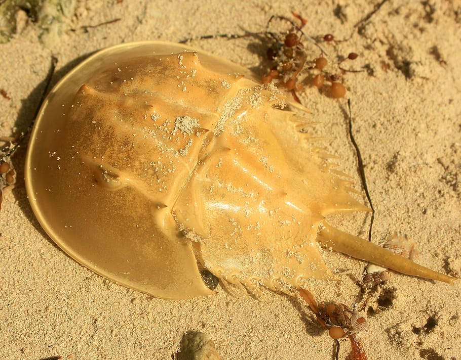 Horseshoe Crab, Shell, Usa, florida, long key state park, sand, HD wallpaper