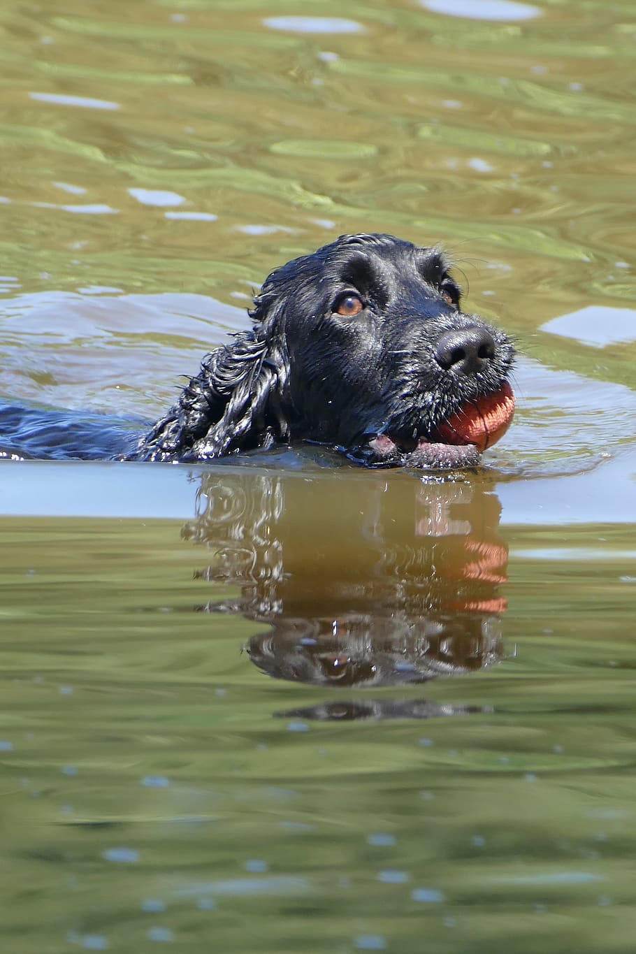 adult black English cocker spaniel biting ball on body of water HD wallpaper