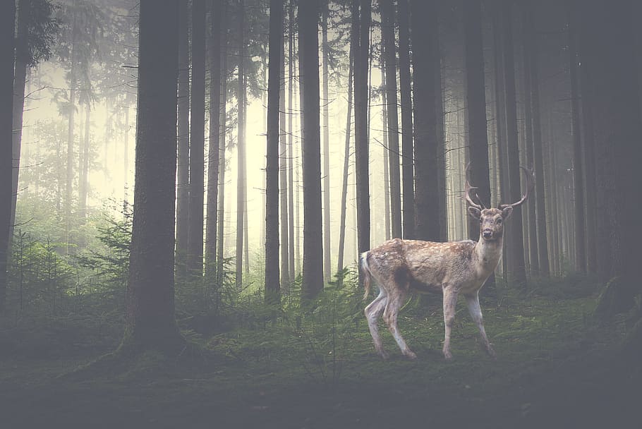 forest, wilderness, nature, landscape, moss, mammal, animal HD wallpaper