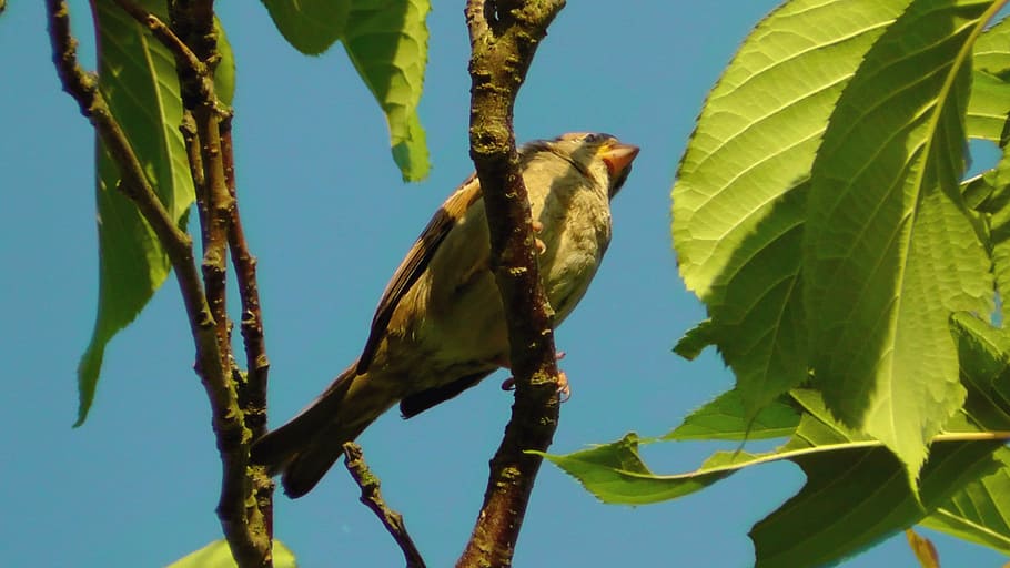 bird, tree, branch, summer, animal world, nature, leaves, branches HD wallpaper