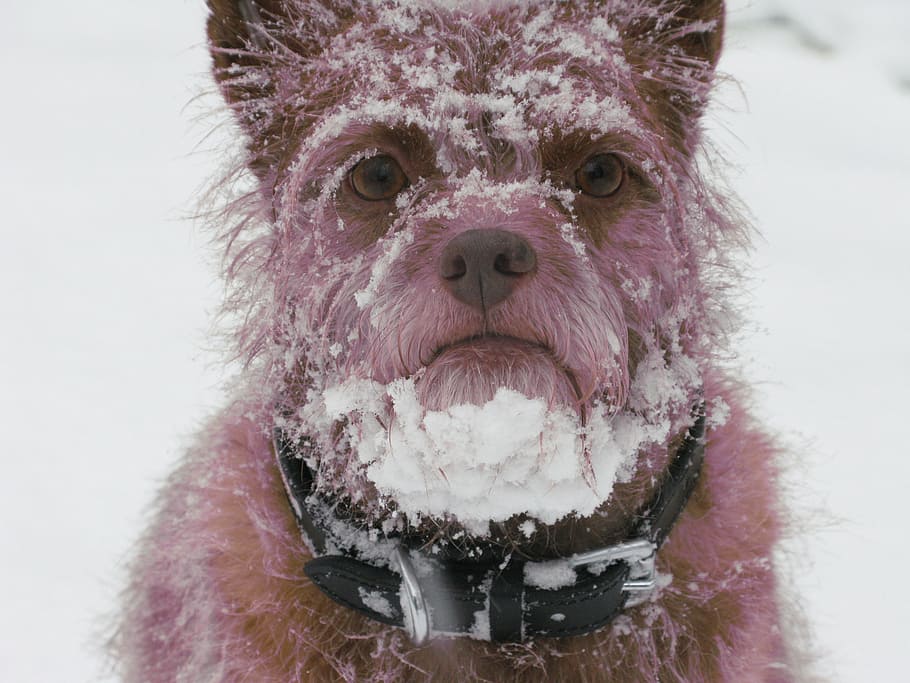 dog, snow, beard, winter, funny, portrait, cold temperature HD wallpaper