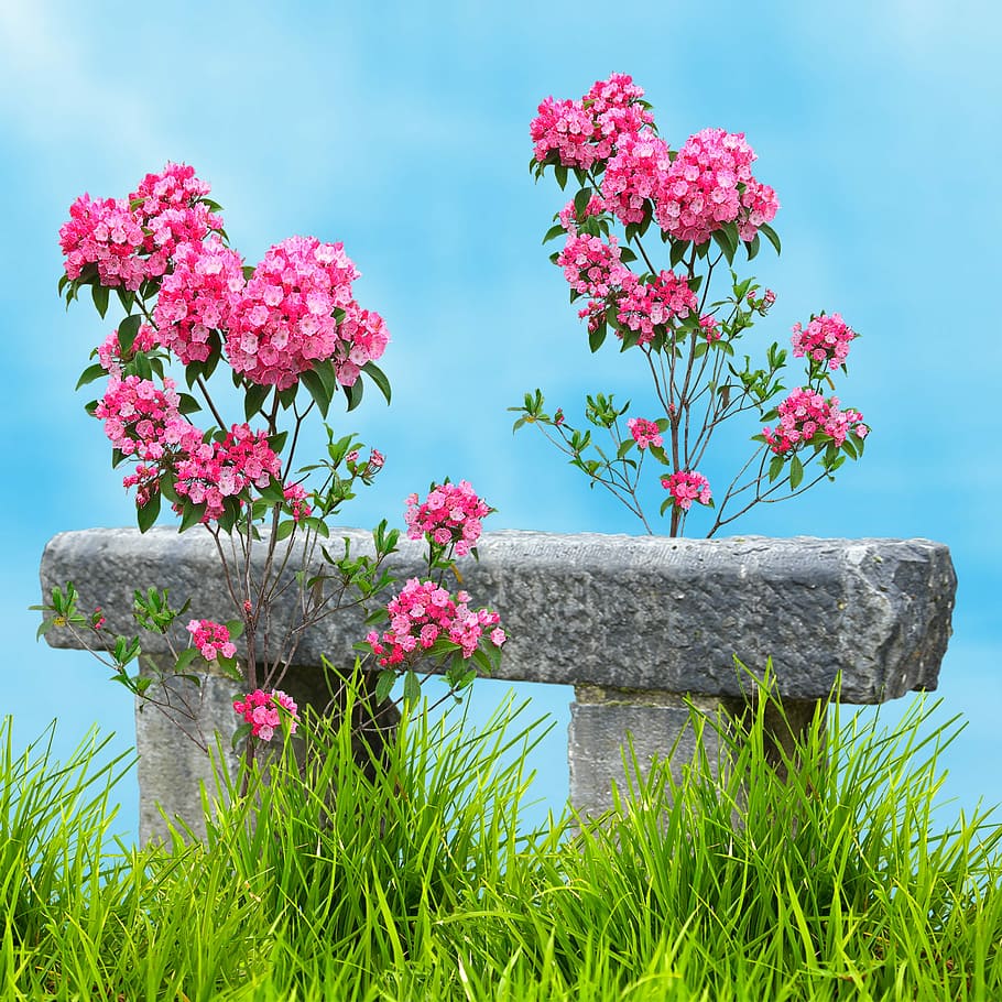 pink cluster flower beside concrete bench at daytime, nature HD wallpaper