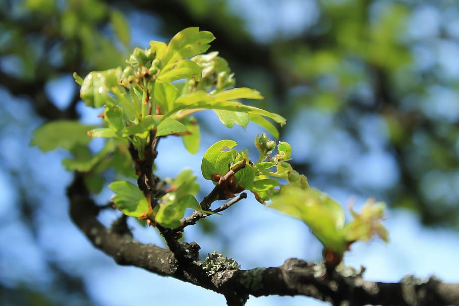 spring, branch, foliage, green, leaves, plant, bough, wood HD wallpaper