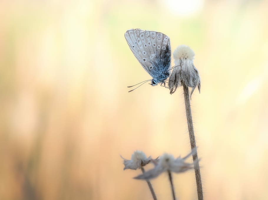 butterfly, common blue, evening light, insect, butterflies HD wallpaper
