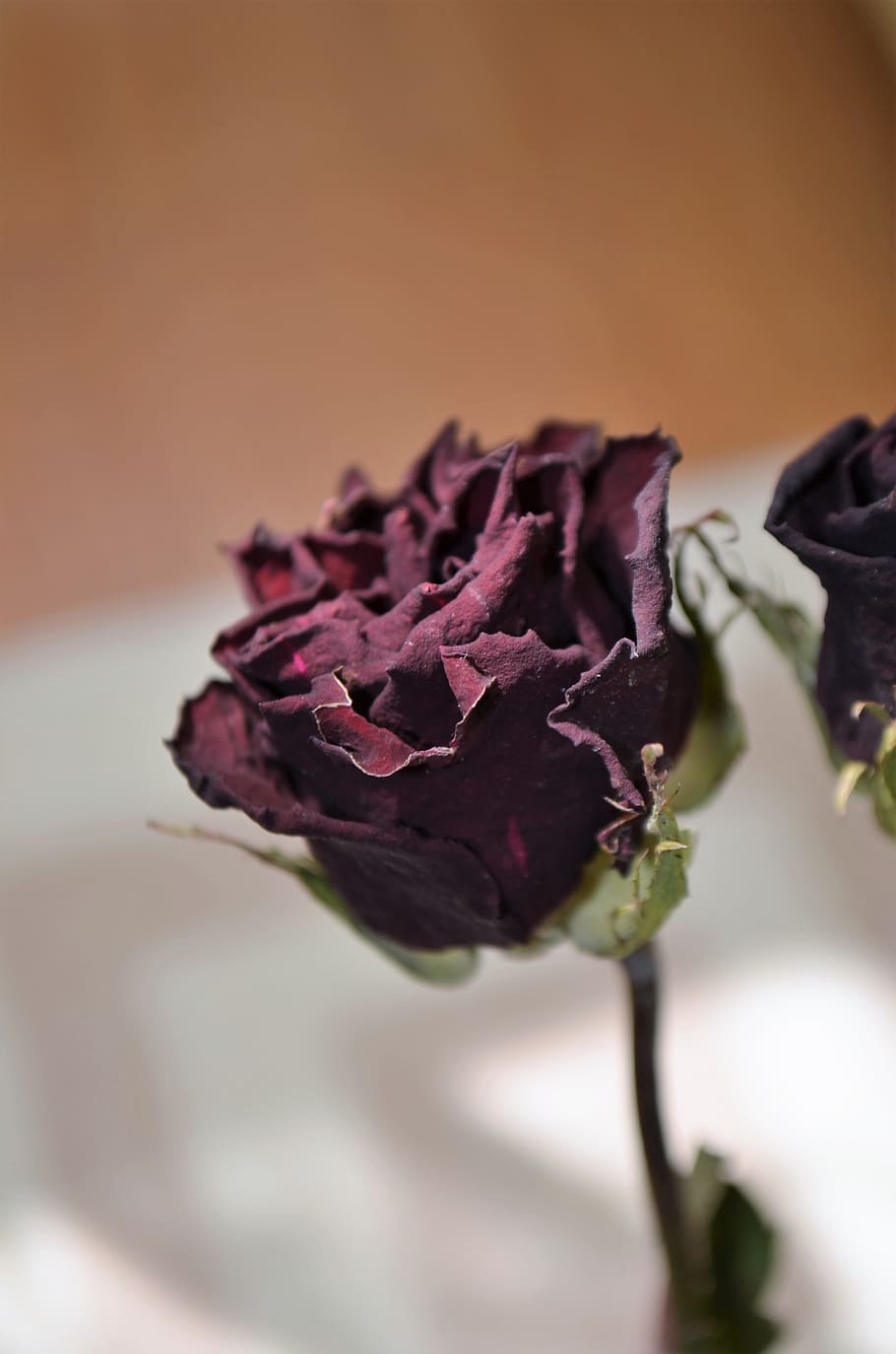Macro, Color, rose, dried rose, dried up, plant, nature, beautiful HD wallpaper