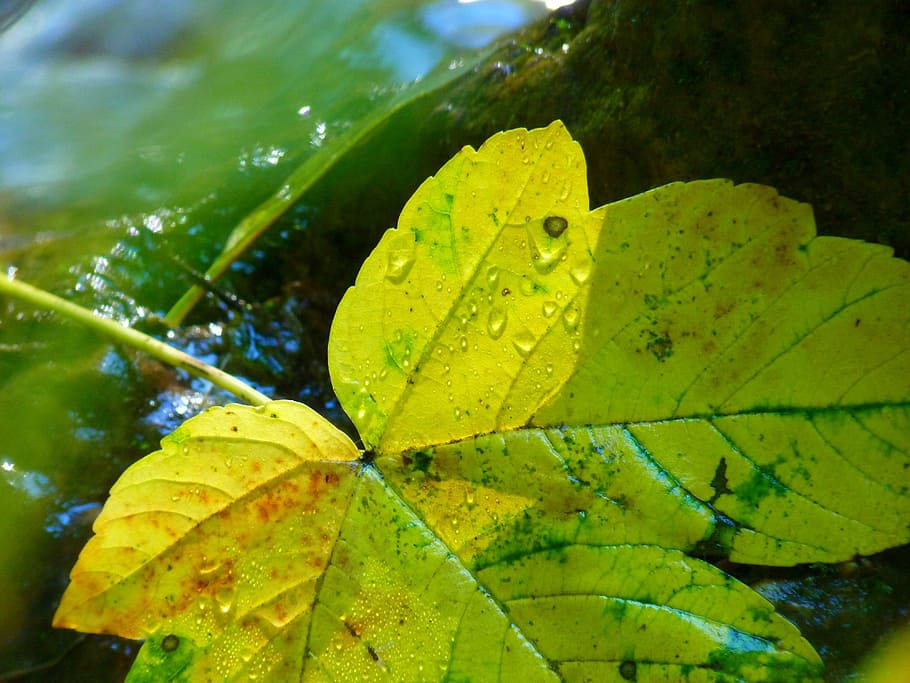 Leaf, Maple, Water, Yellow, autumn, green color, close-up, nature HD wallpaper