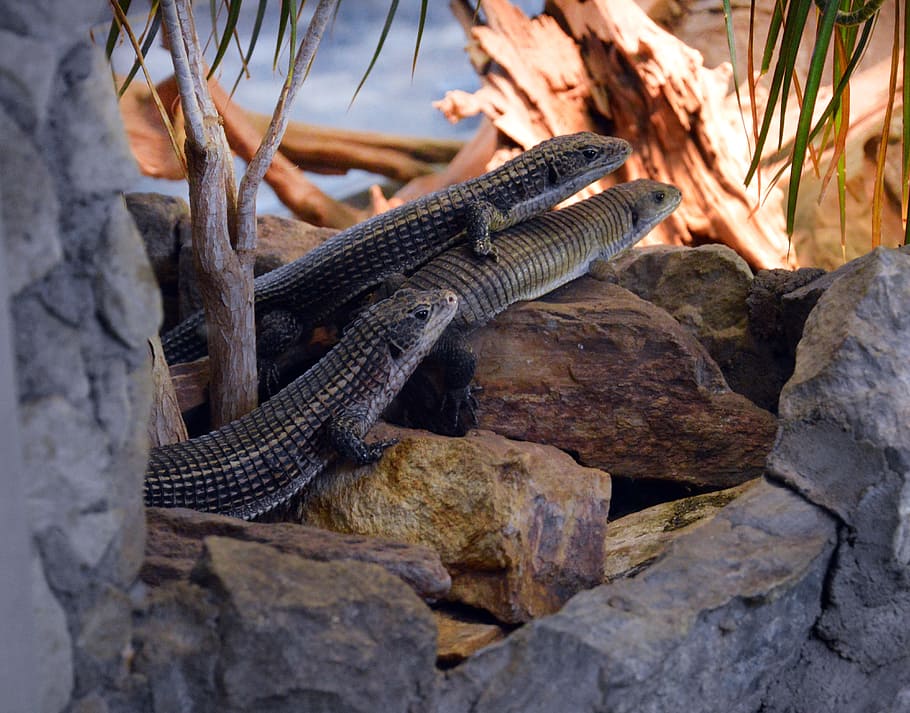 lizards, zoo, nature, reptile, animal themes, one animal, animals in the wild HD wallpaper