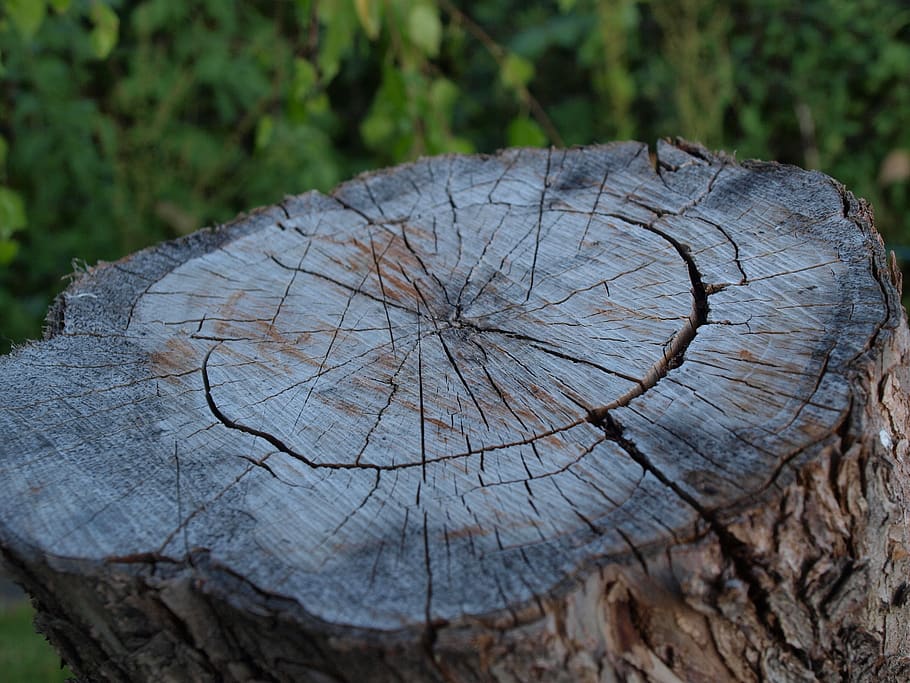 stump, deck, tree, texture, blockhouse, wood, rings, bark, close-up HD wallpaper
