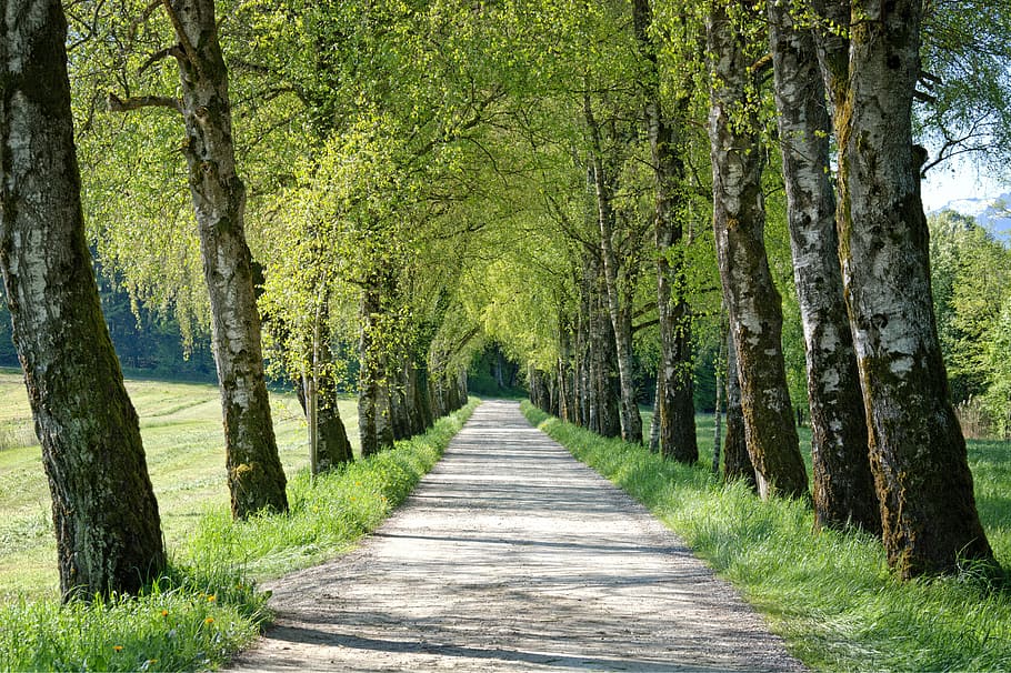 clear beige soil pathway between trees, spring, avenue, birch HD wallpaper