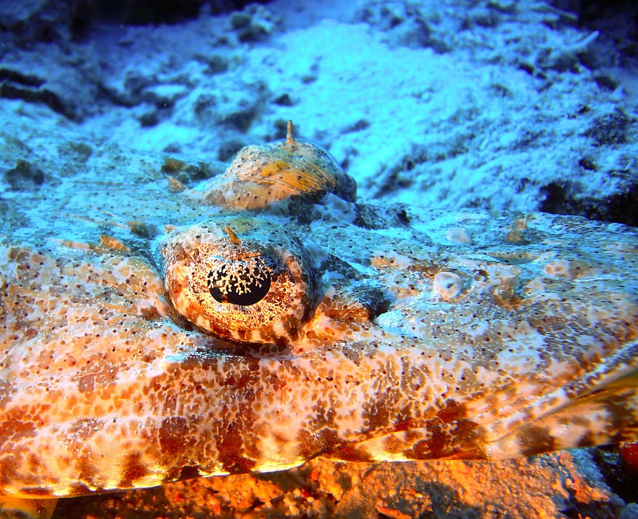 underwater, diving, public record, view, underwater world, meeresbewohner HD wallpaper