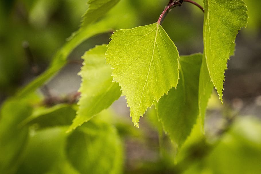 selective focus photography of green leaf, birch, nature, tree HD wallpaper