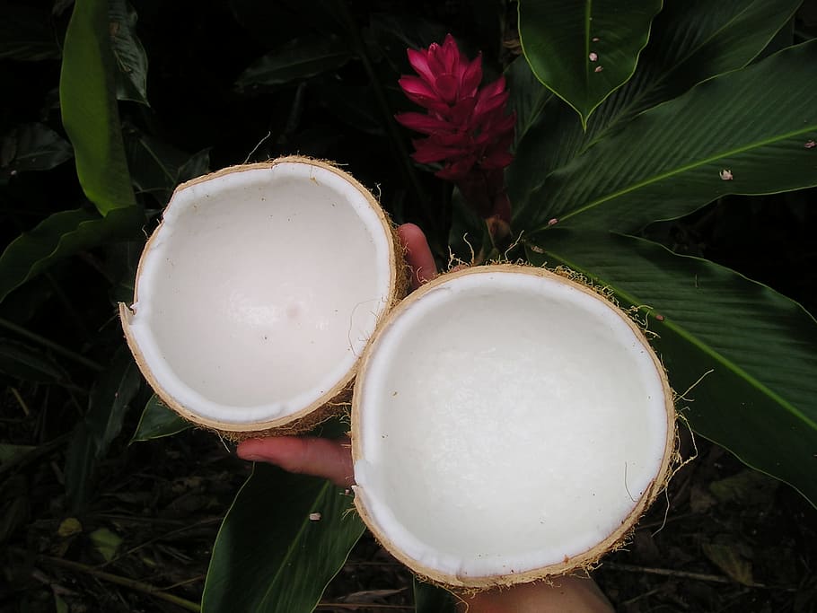 person holding coconut shells, Nature, Samoa, Exotic, south sea HD wallpaper