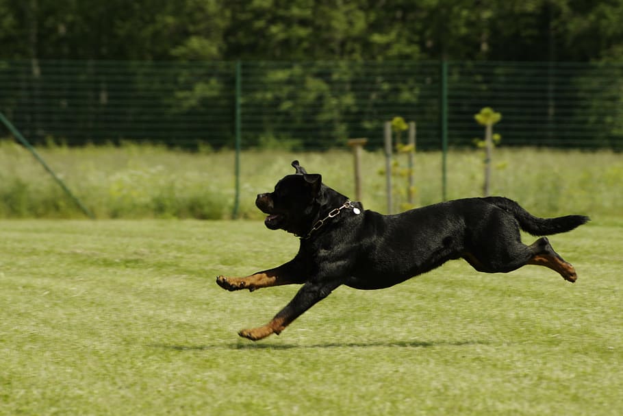 Rottweiler running across the green grass field, dog, competitions HD wallpaper