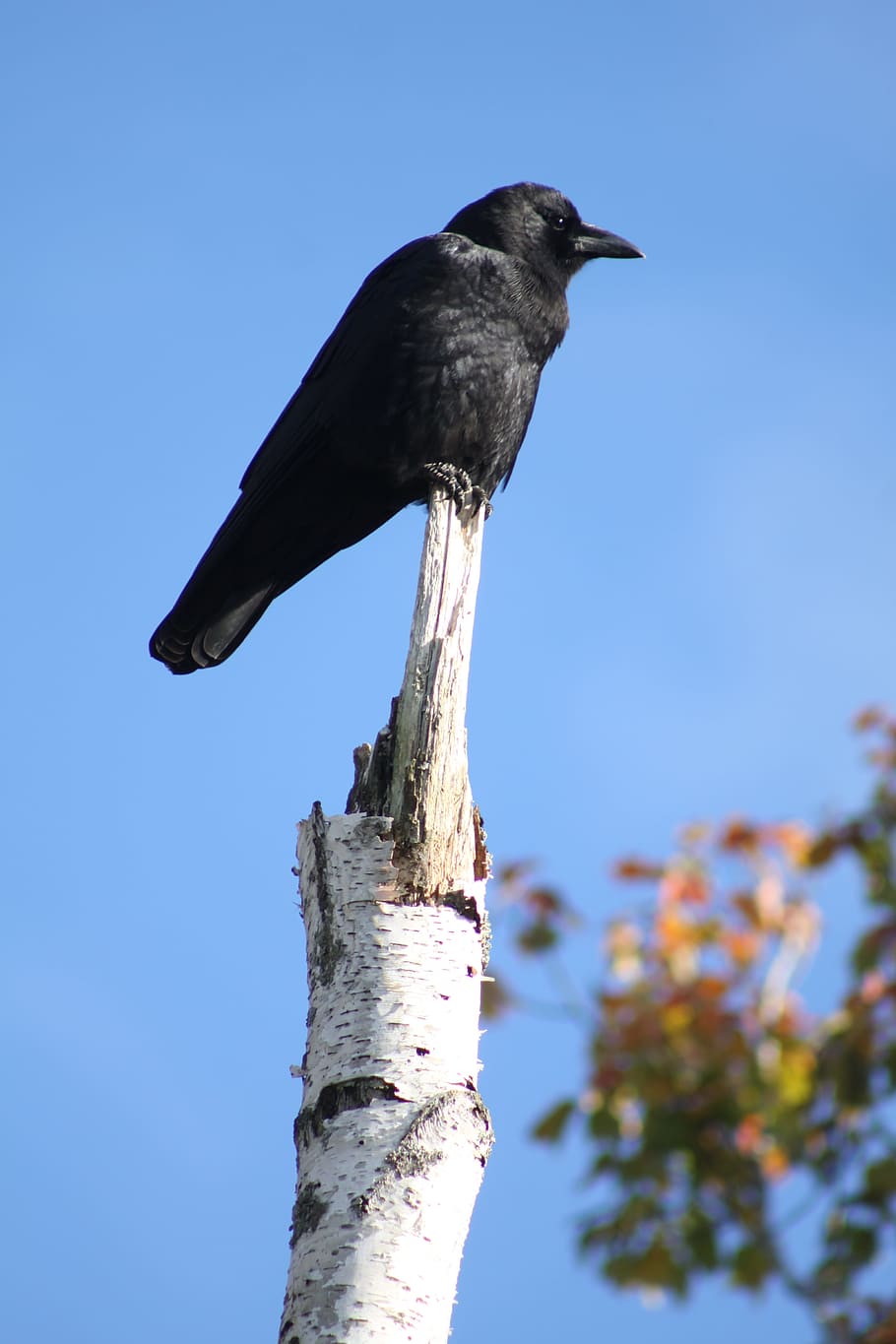 crow, perched, birch tree, animal, animal themes, vertebrate HD wallpaper
