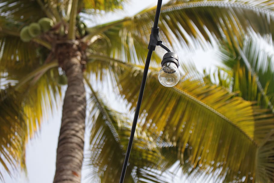 arecaceae, tree, tropical, coconut, nature, exotic, holiday HD wallpaper