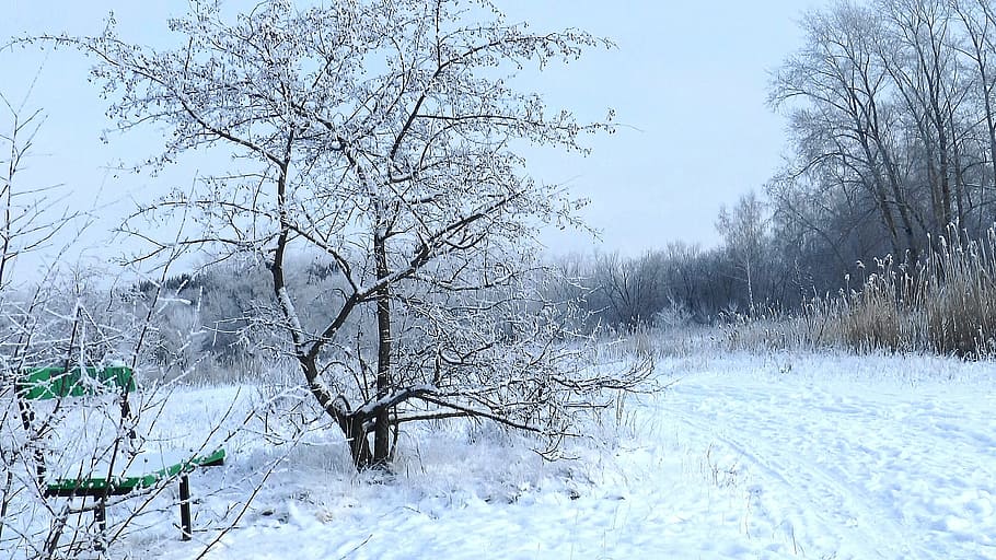 winter, forest, park, bench, trees, nature, tranquility, snow HD wallpaper