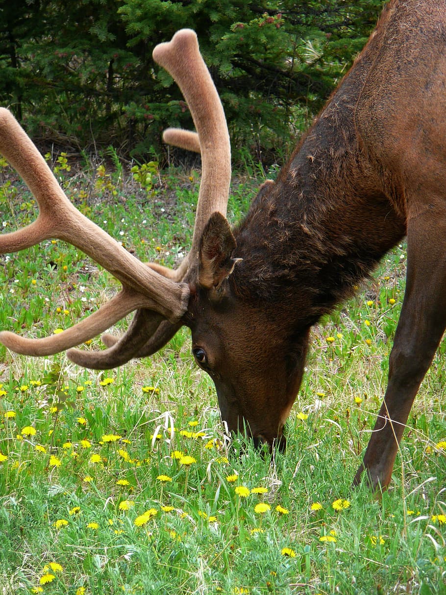 Elk, Grazing, Graze, Grass, Mammal, antlers, animal, canada HD wallpaper