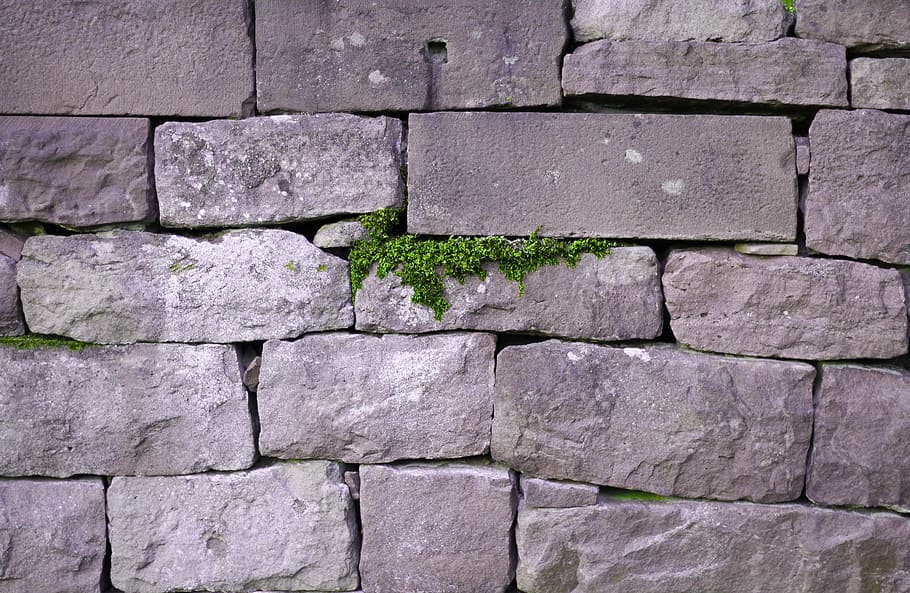 wall, live, save, nature, survive, backgrounds, full frame HD wallpaper