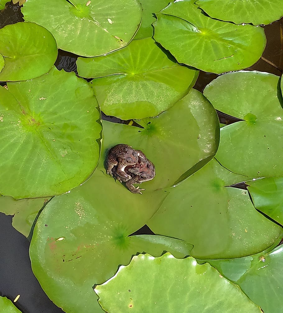 toads, amphibian, copulation, mating, pond, lily, leaves, water HD wallpaper