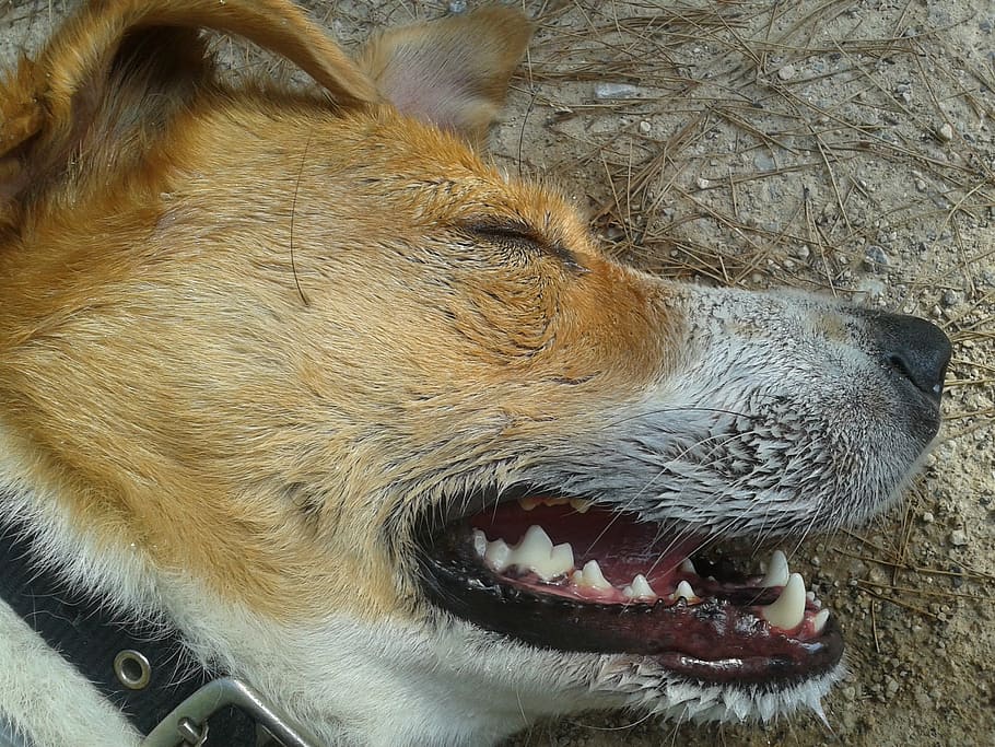 dog, tired, resting, pet, canine, sleeping, lying, nose, face HD wallpaper