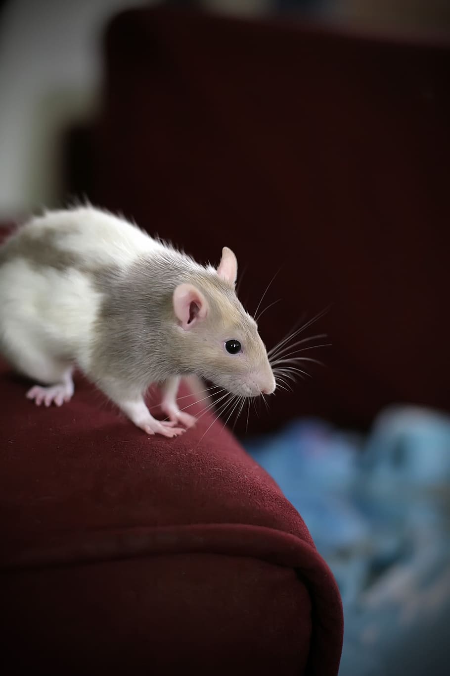 selective focus photography of white and gray mouse on red textile
