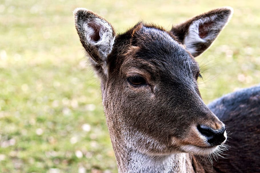 roe deer, fallow deer, nature, wild, forest animal, young deer HD wallpaper
