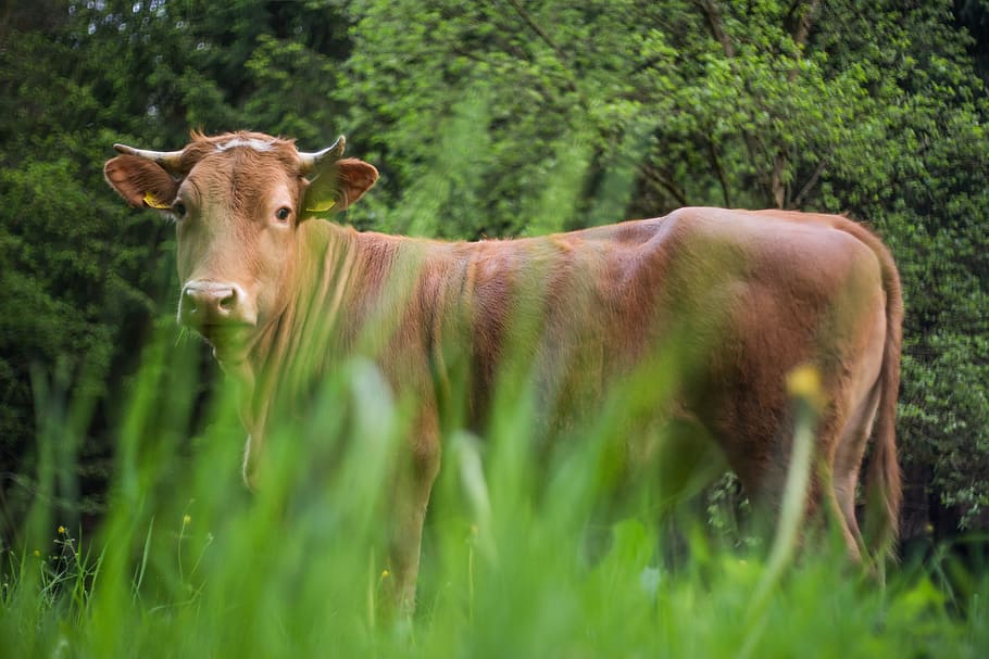 Cow, Pasture, Grass, Beef, Nature, cattle, agriculture, animal HD wallpaper