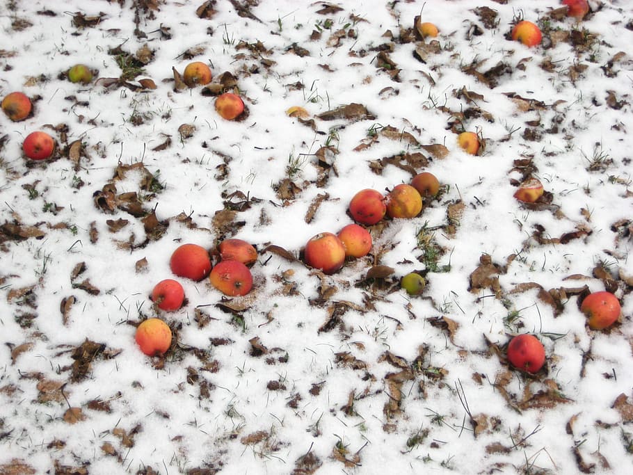 apple, snow, winter, fruit, litter meadow, cold temperature HD wallpaper