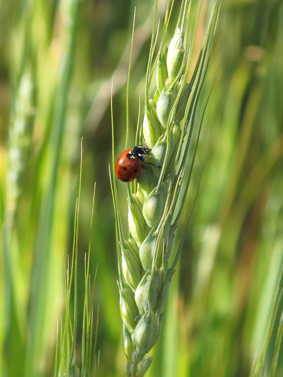 sarantontón, ladybug, animals, insects, nature, macro, plant HD wallpaper