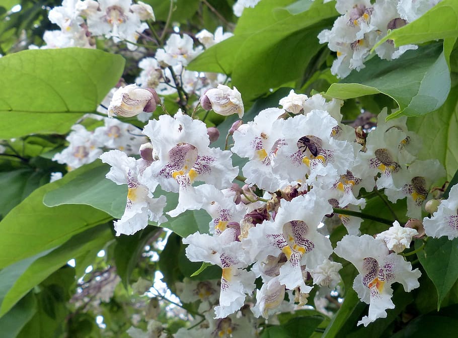 tree, catalpa, blossom, bee, leaves, flowering plant, freshness HD wallpaper