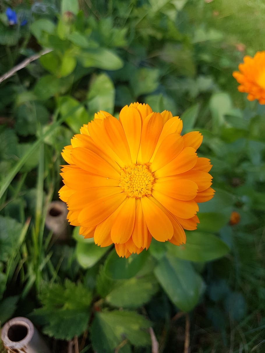 flower, nature, green, flowering plant, freshness, yellow, beauty in nature HD wallpaper