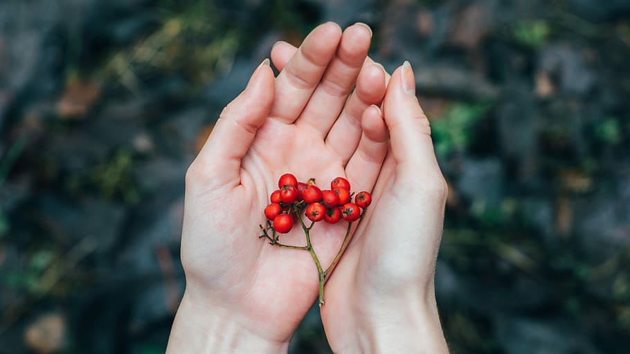 person holding red berries selective focus photography, person holding red plant HD wallpaper