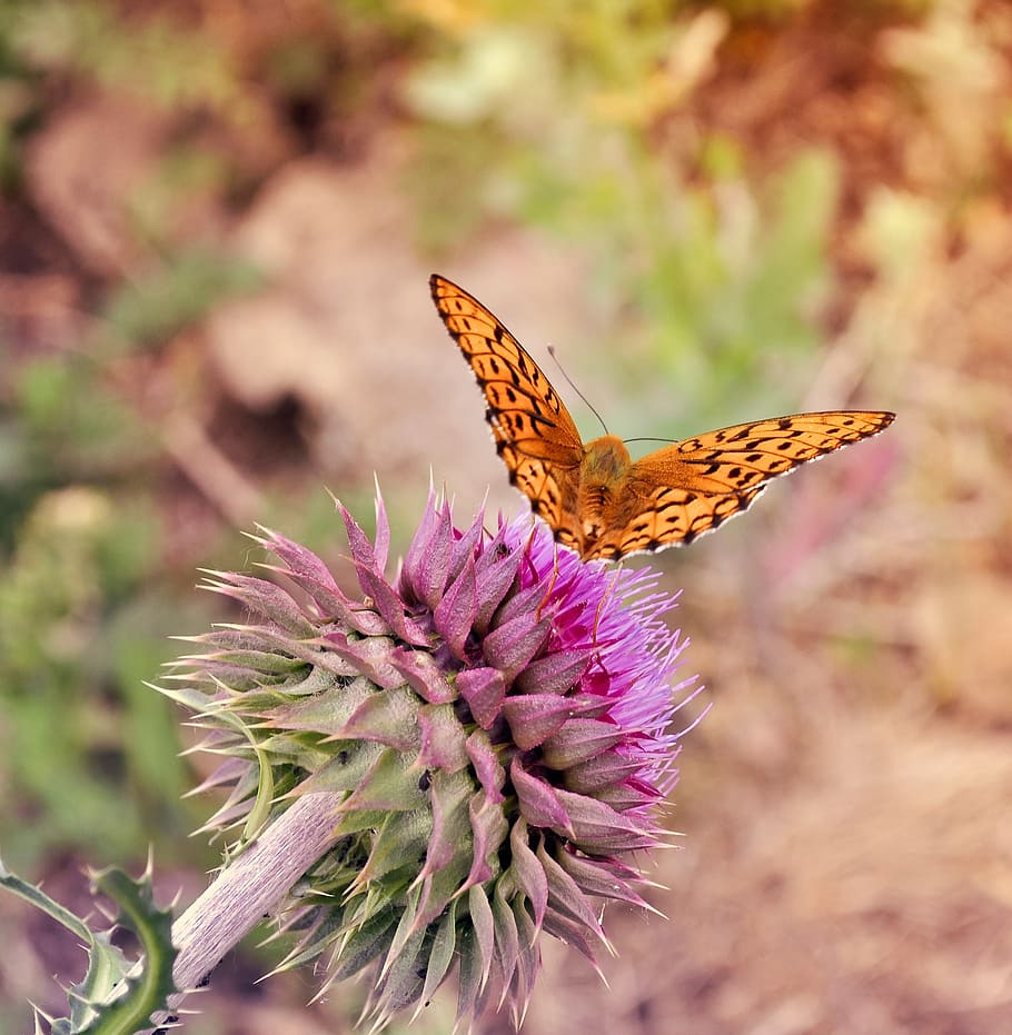 butterfly, insect, orange, wings, macro, antenna, flower, purple HD wallpaper