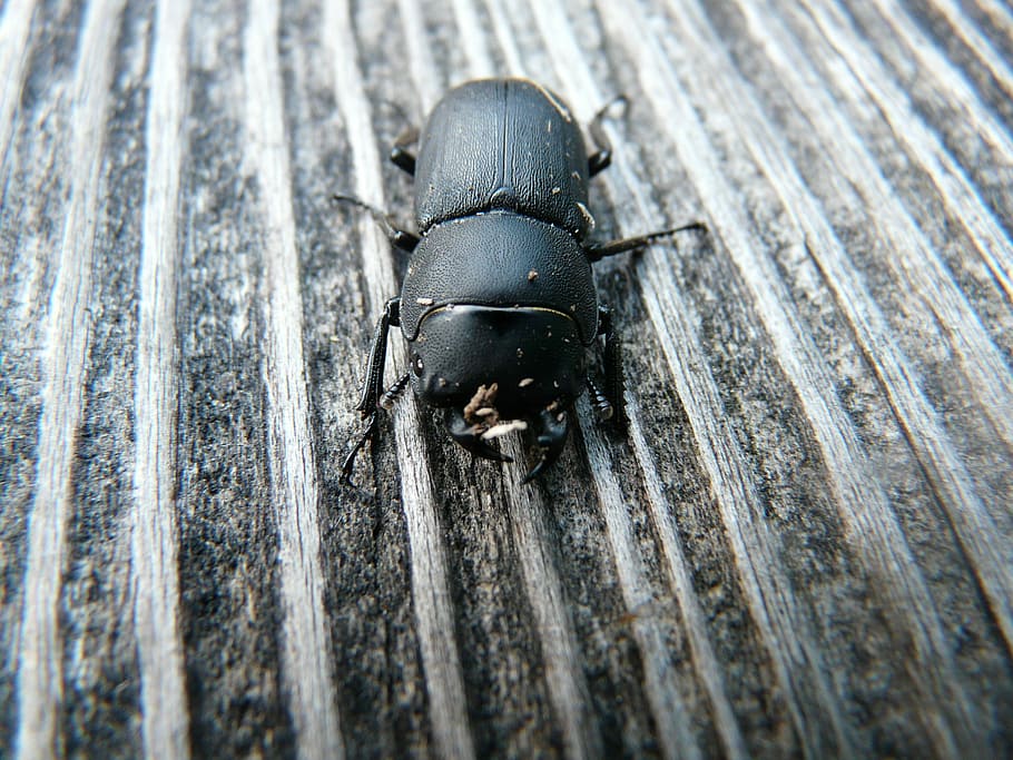 Dorcus Parallelipipedus, Beetle, schröter, lucanidae, black HD wallpaper