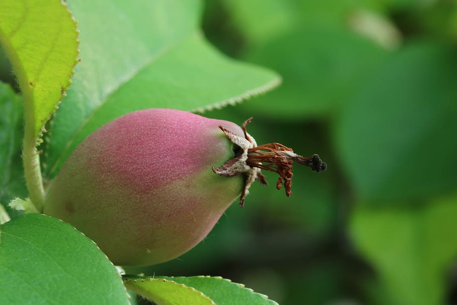 fruit, nutty, and, nature, plants, fruit trees, fresh medium HD wallpaper