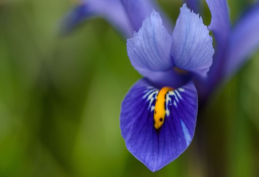 macro photography of blue Iris flower, blossom, soft, color HD wallpaper